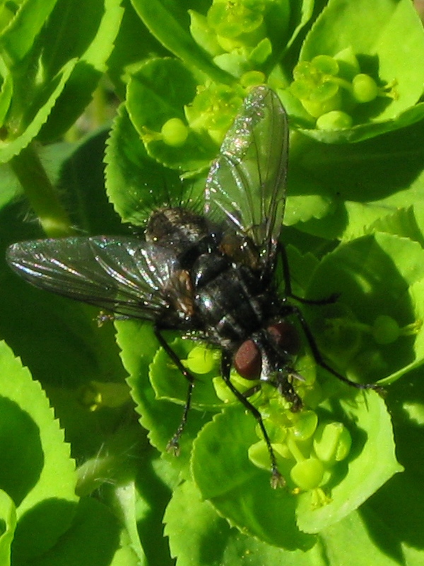 Tachinidae